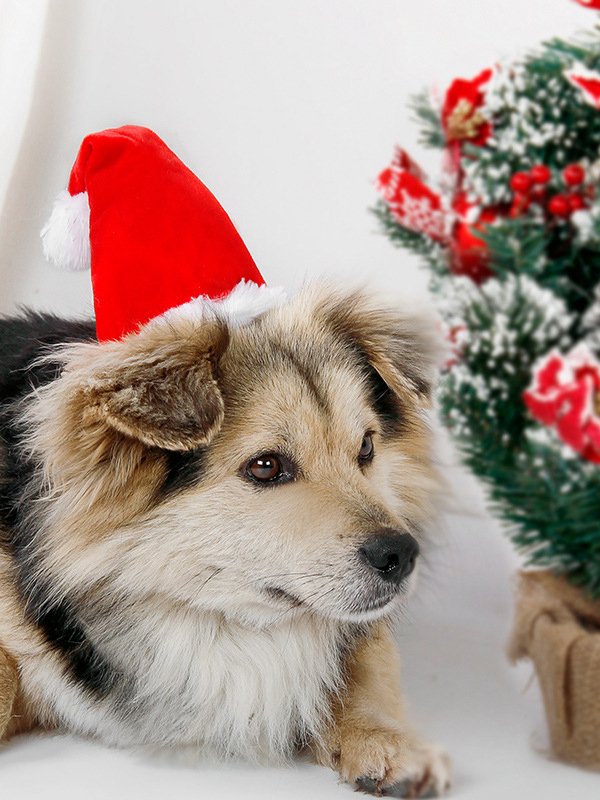 Weihnachten Hund Hut Rot Weihnachten Kopfbedeckung Haustier Urlaub Kostüm Matching